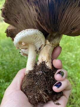 Sivun Agaricus subrufescens Peck 1894 kuva