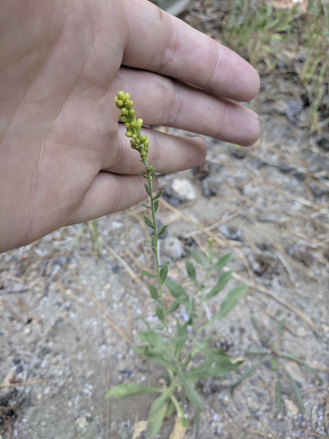 Sivun Solidago velutina DC. kuva