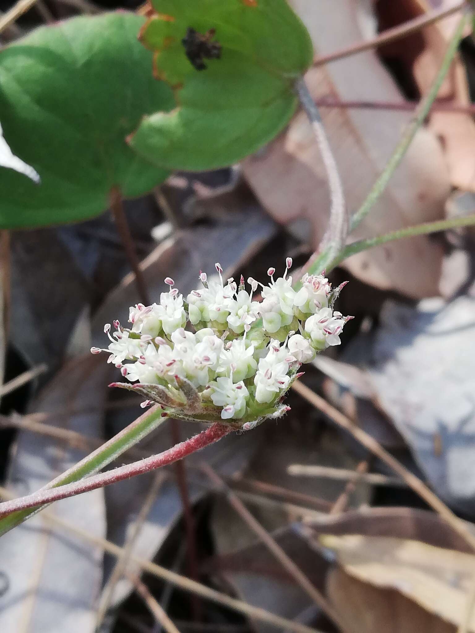 Imagem de Pentapeltis peltigera (Hook.) Bunge