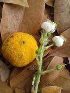 Image of Canary Islands Strawberry-tree