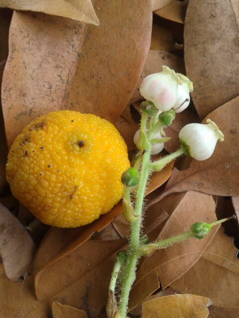 Imagem de Arbutus canariensis Duham.