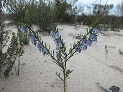 Image de Pigea floribunda (Lindl.) Lindl.