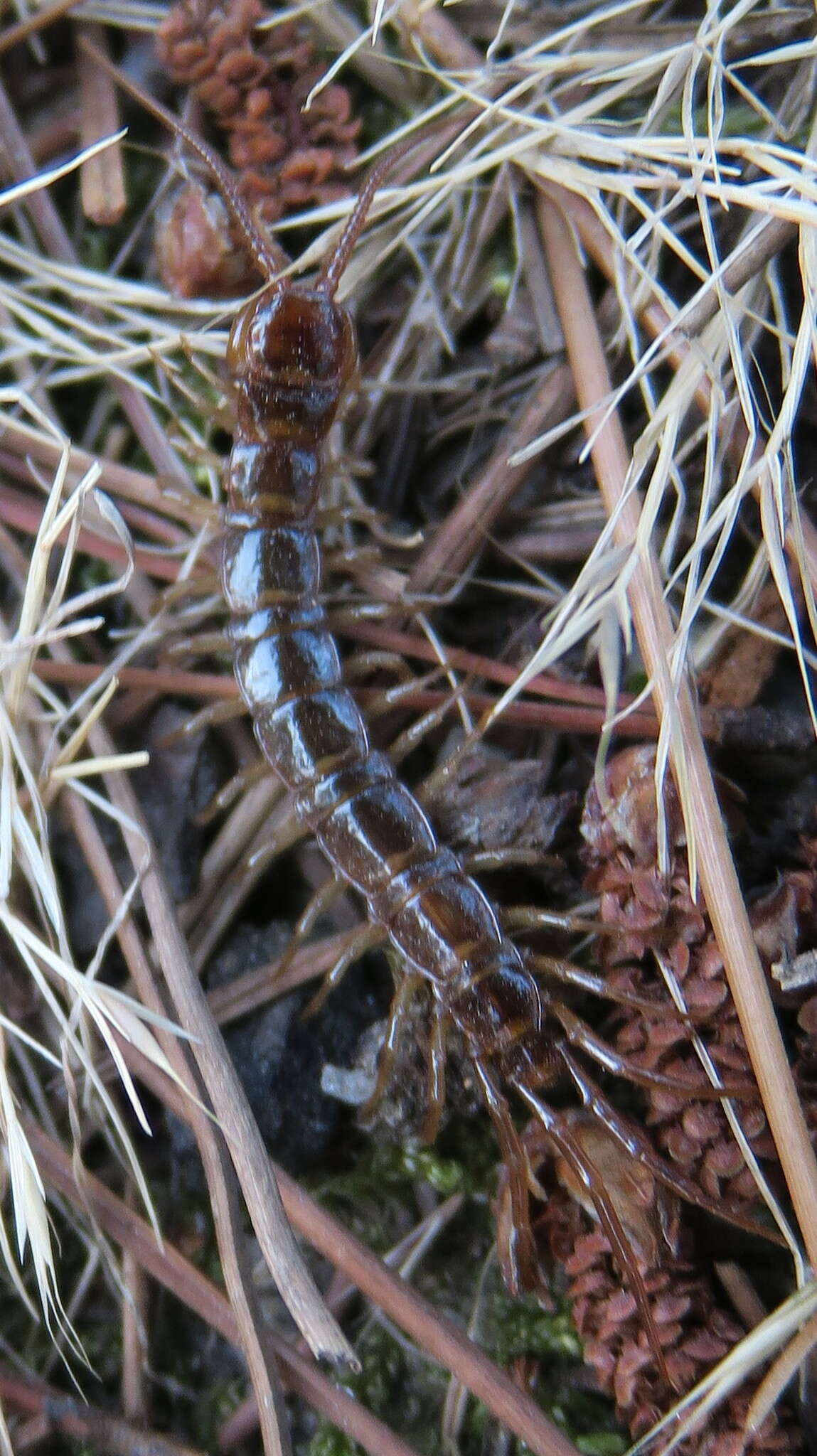 Image of Common centipede