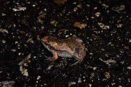 Image of Two-spaded Narrowmouth Toad