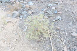 Image of Chrozophora oblongifolia (Delile) A. Juss. ex Spreng.