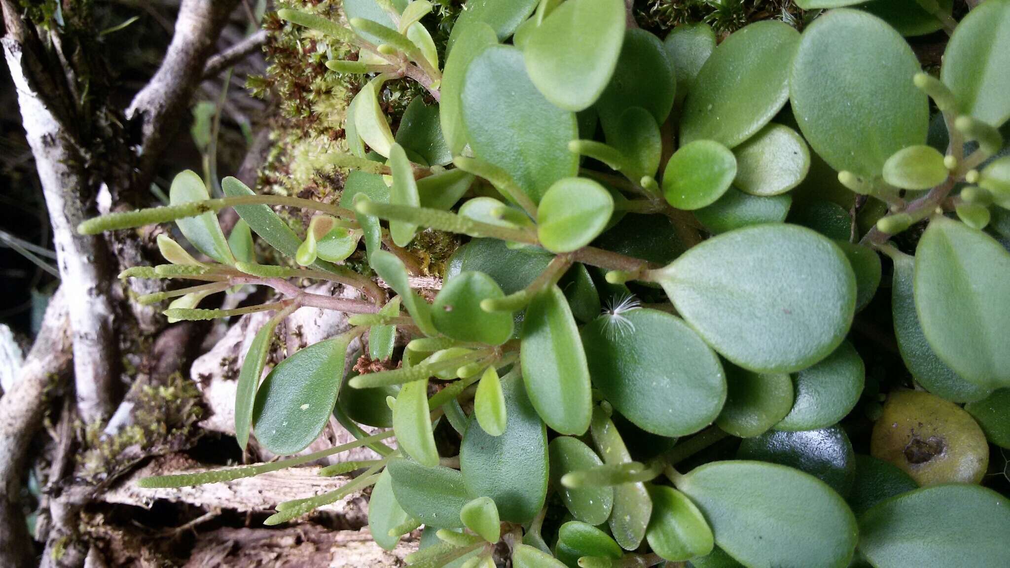 Image of Peperomia trichophylla Baker