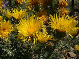 Image of Scolymus grandiflorus Desf.