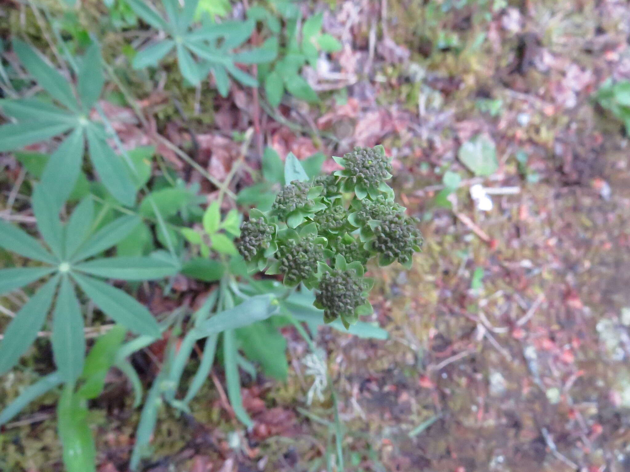 Bupleurum americanum Coult. & Rose resmi