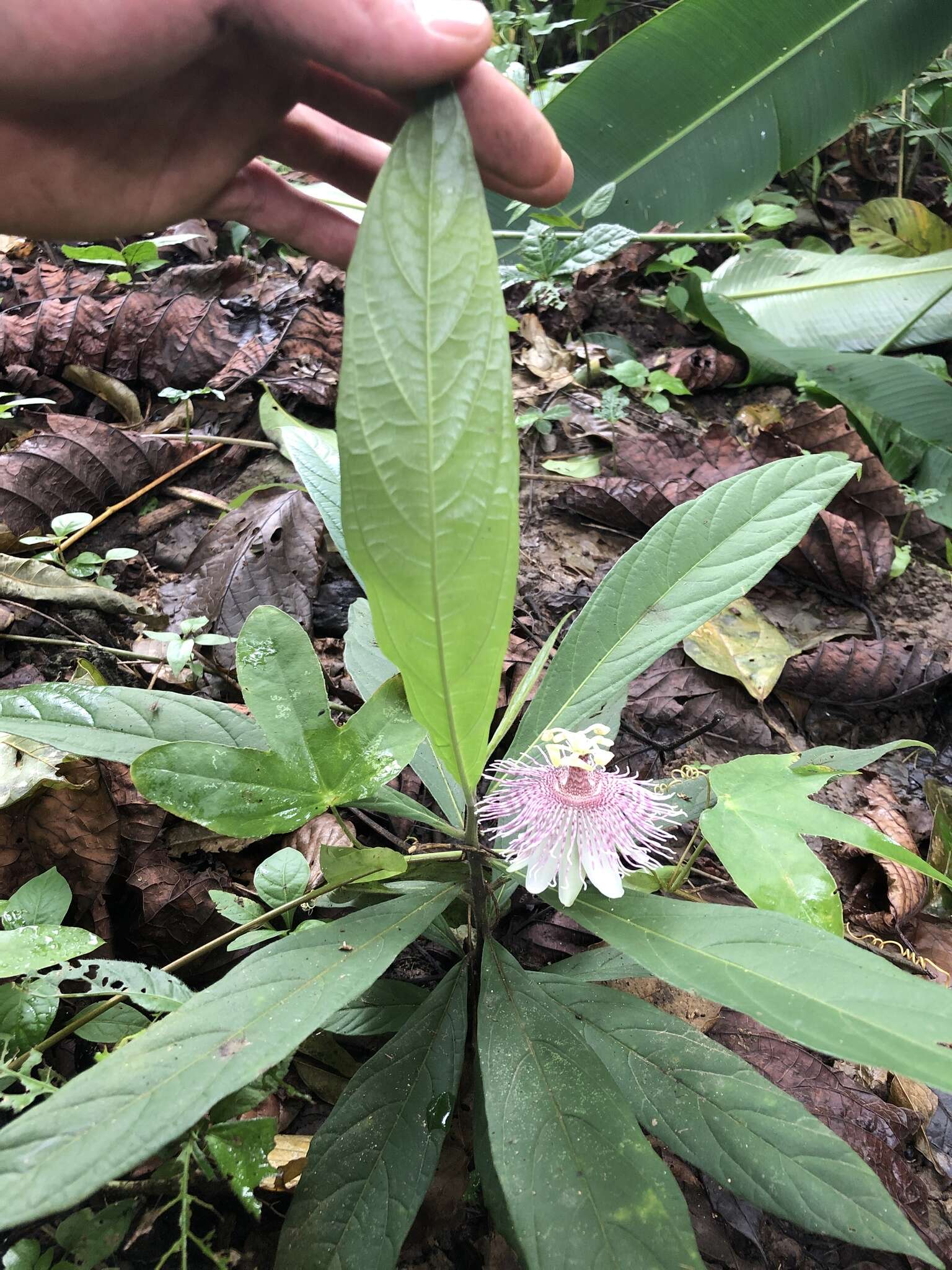 Passiflora sprucei Mast.的圖片