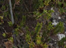 Image of Oedera steyniae (L. Bolus) A. A. Anderberg & K. Bremer