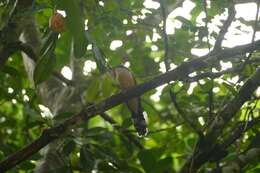 Image of Jamaican Lizard Cuckoo