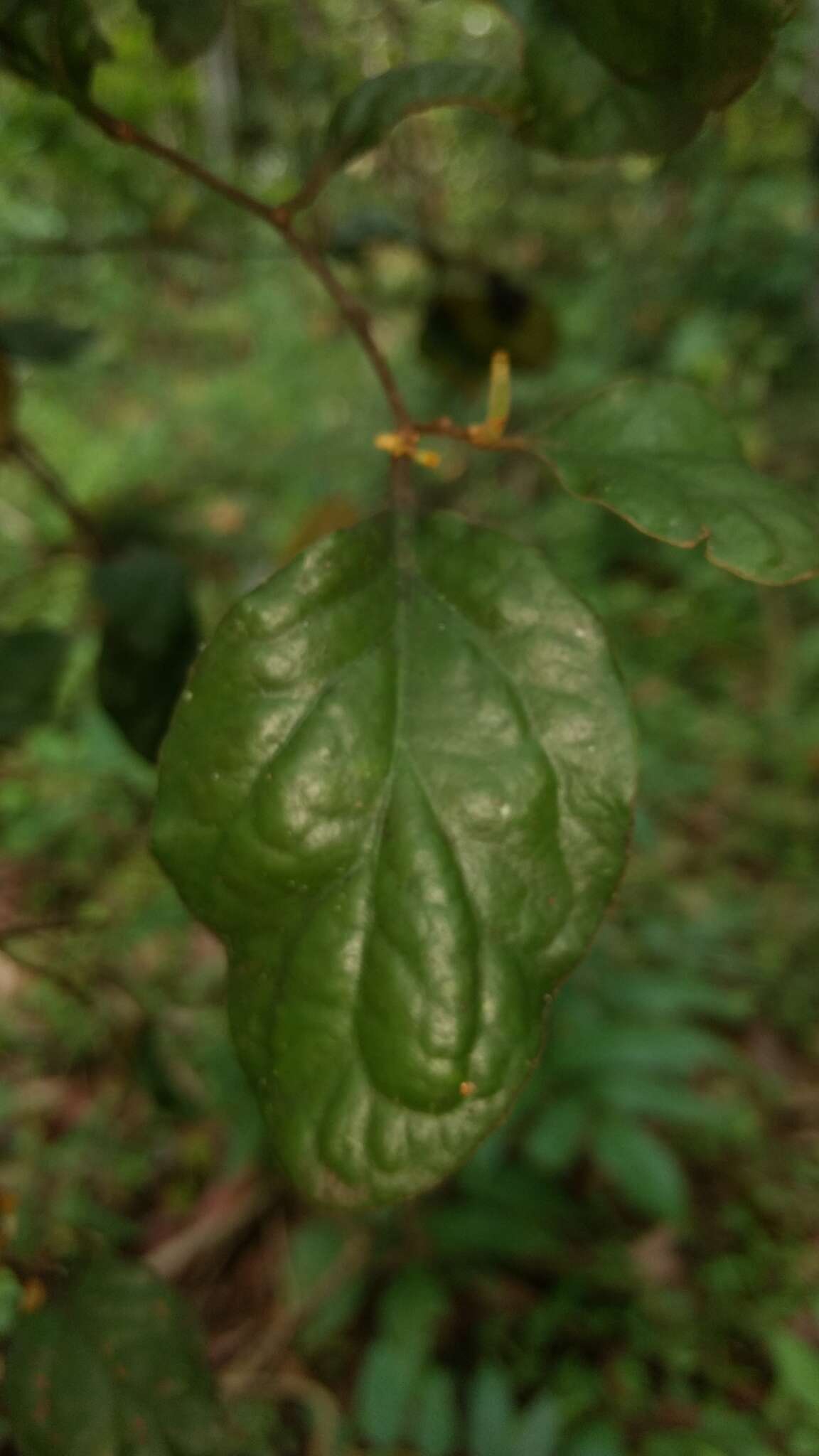 Image of Taxillus tomentosus (Heyne ex Roth) van Tiegh.