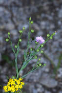 Слика од Linum stelleroides Planch.