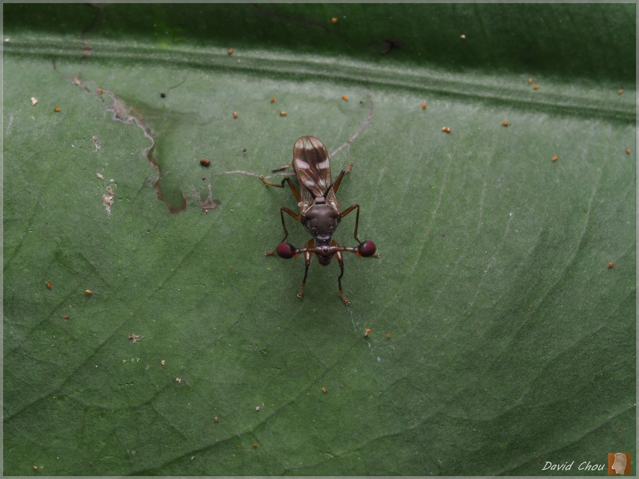 Image of Teleopsis quadriguttata (Walker 1856)