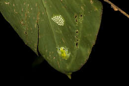 Image de Hyalinobatrachium aureoguttatum (Barrera-Rodriguez & Ruiz-Carranza 1989)