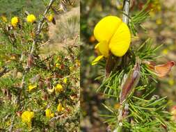 Image of Aspalathus uniflora L.