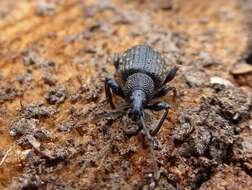 Image of Black Vine Weevil