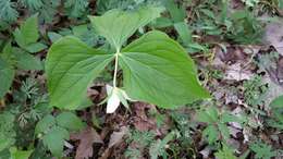 Imagem de Trillium flexipes Raf.