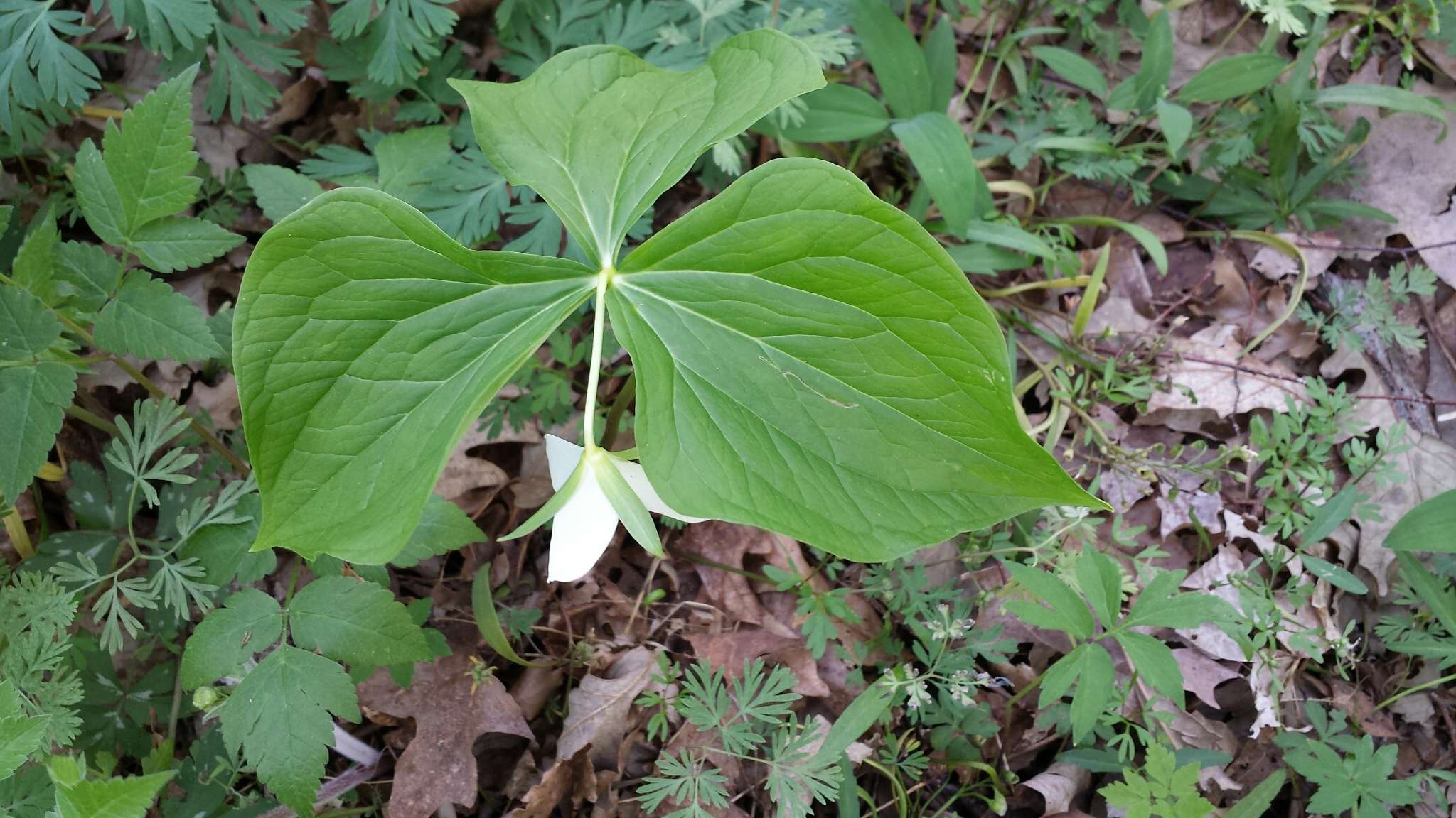 Imagem de Trillium flexipes Raf.