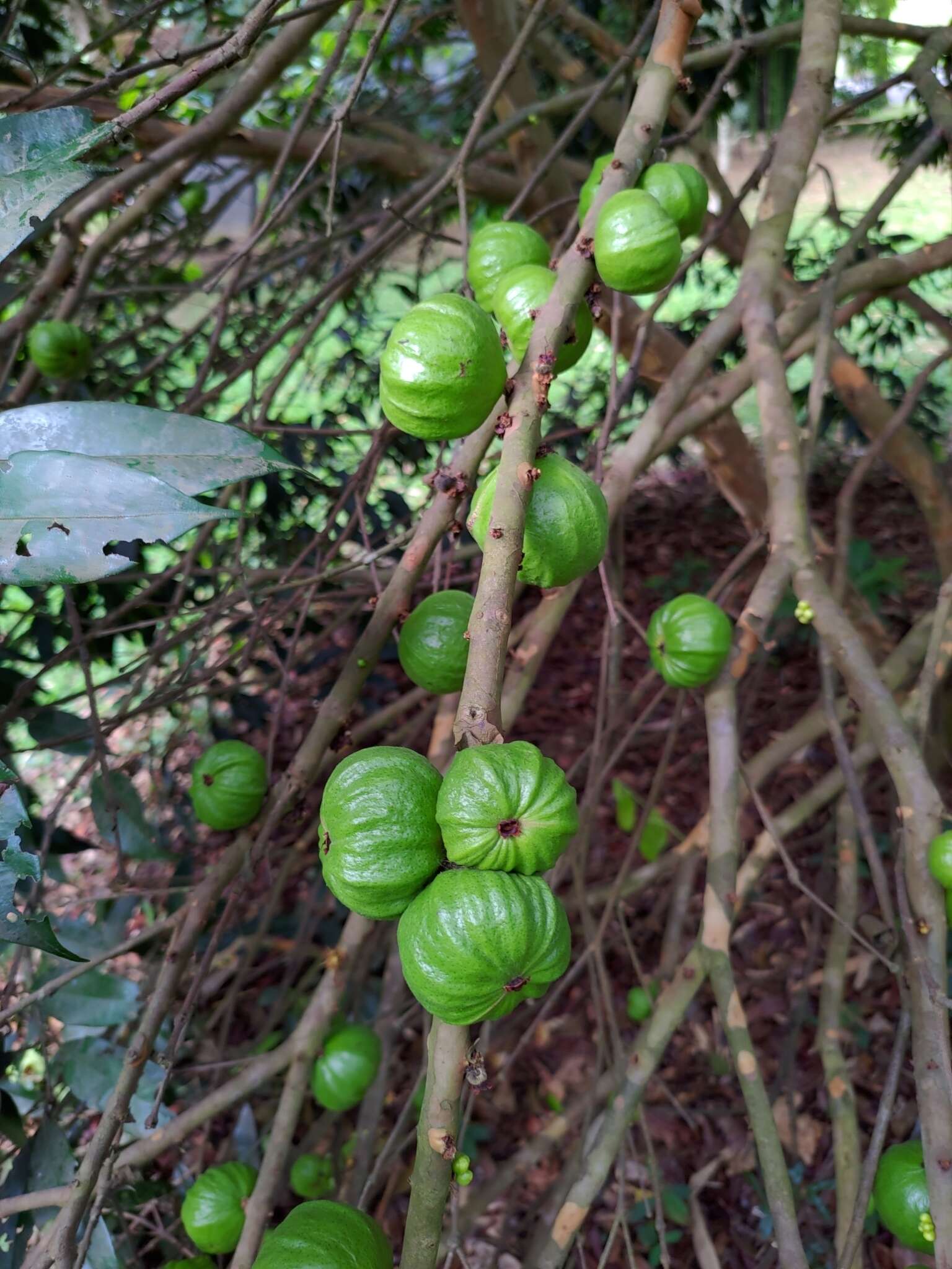 Imagem de Plinia edulis (Vell.) M. Sobral