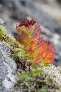 Image of ledge stonecrop