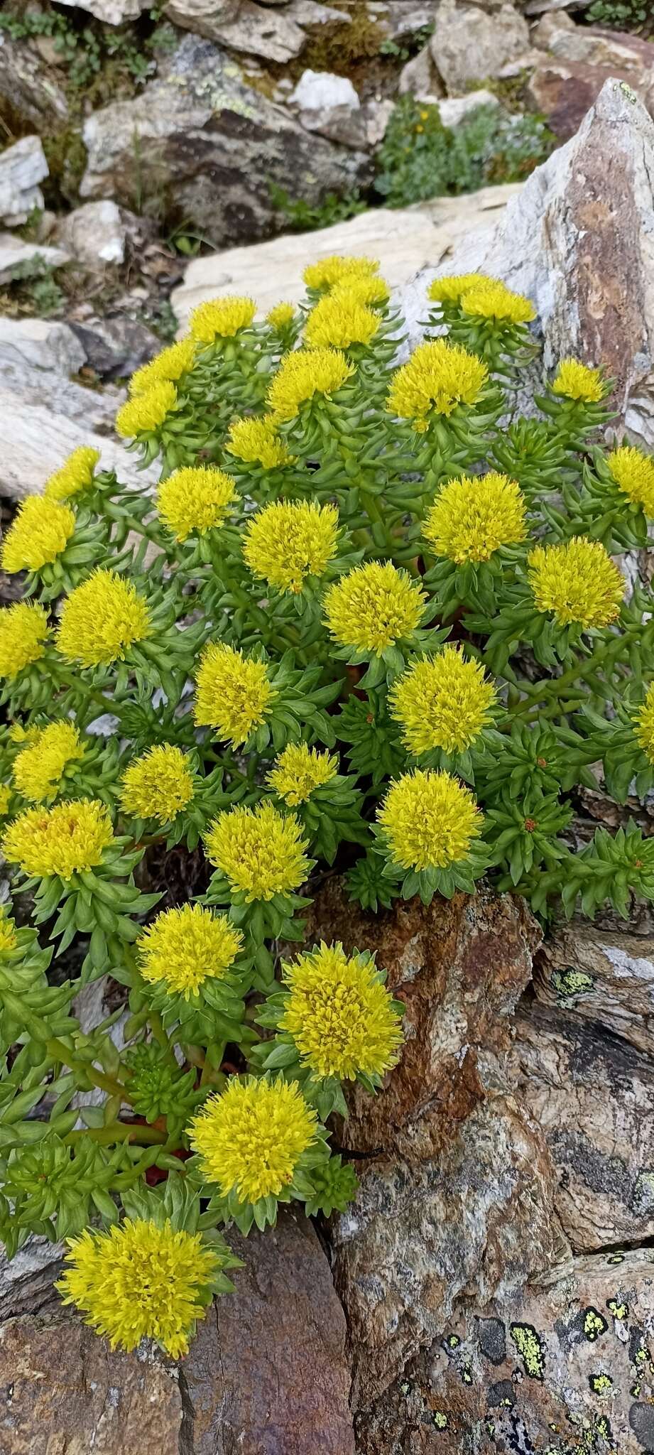 Image of Rhodiola wallichiana (Hook.) Fu