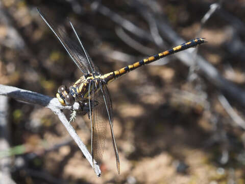 صورة Paragomphus cognatus (Rambur 1842)