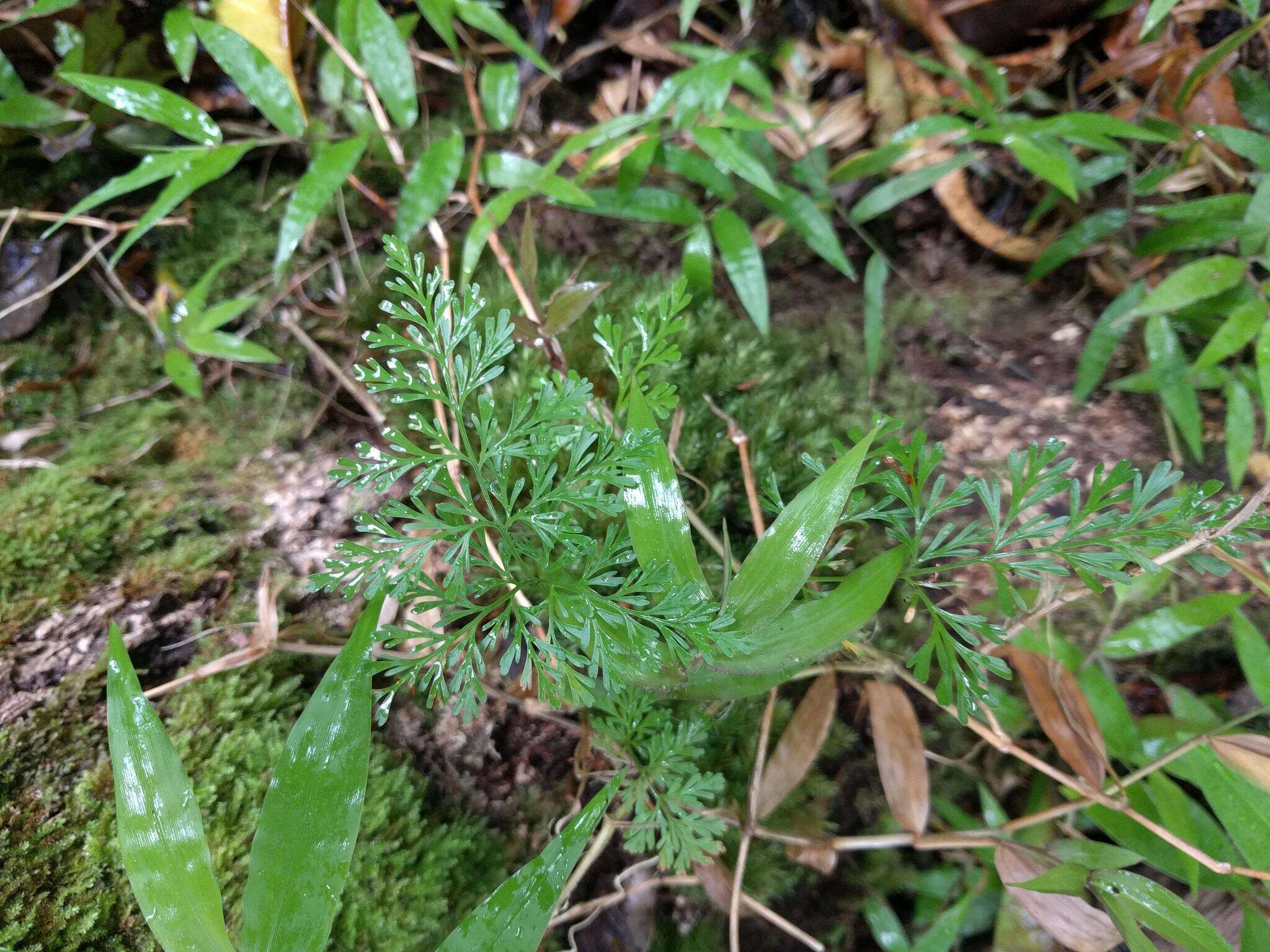 Image of Lacy hare’s-foot fern