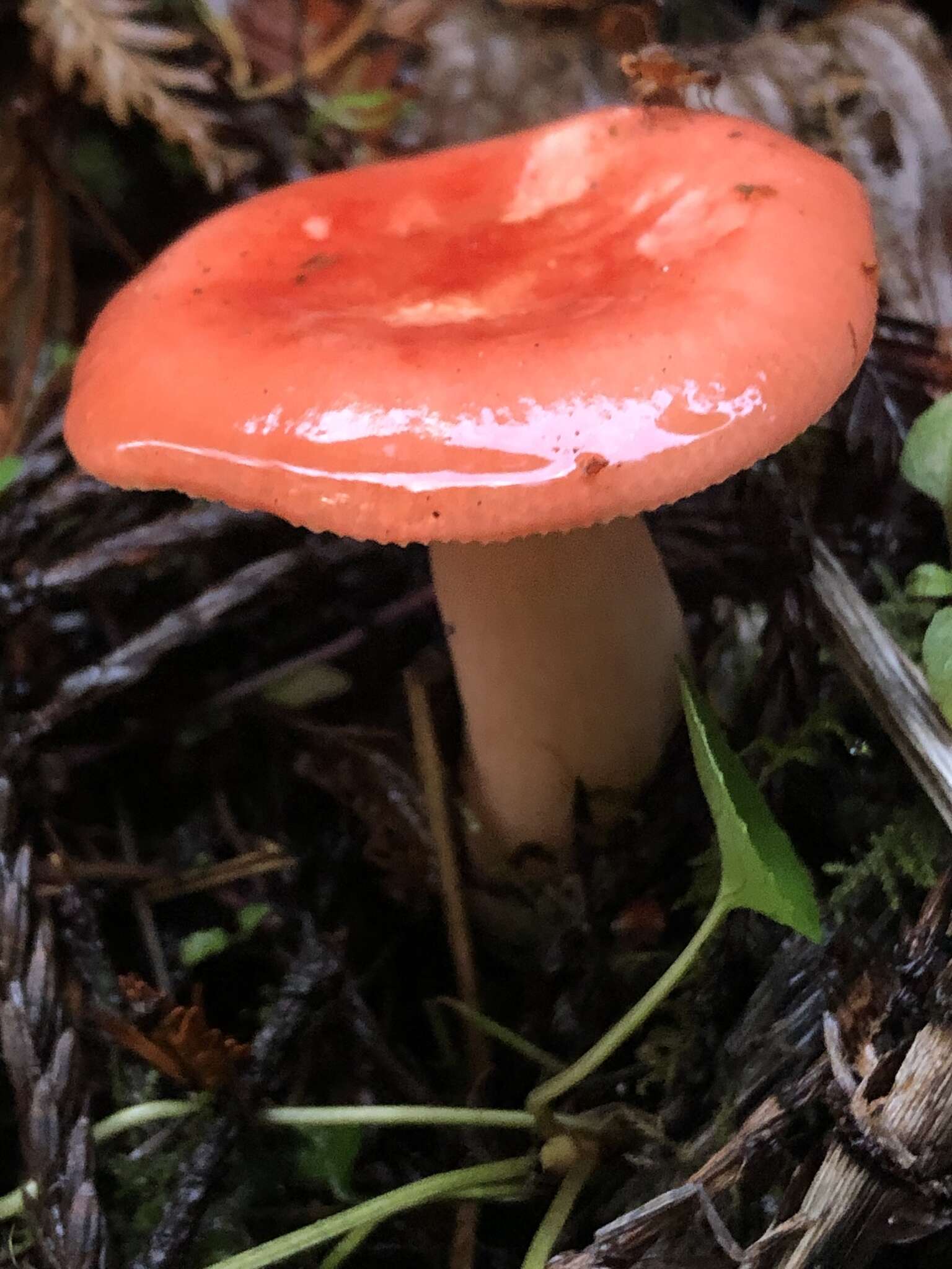 Image of Russula americana Singer 1940