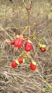 Image de Eugenia involucrata DC.