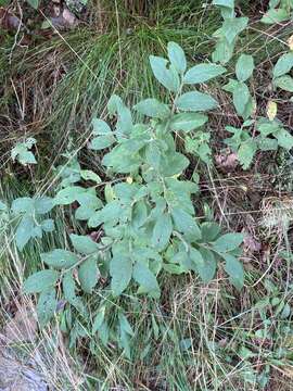 Image de Vaccinium hirsutum Buckl.