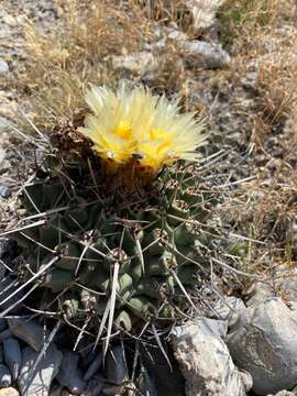 Image of Thelocactus rinconensis (Poselger) Britton & Rose