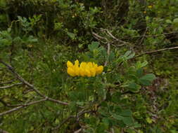 Image of Coronilla valentina subsp. glauca (L.) Batt.