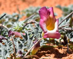 Image of Harpagophytum procumbens subsp. procumbens