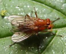 Image de Dryomyza simplex Loew 1862