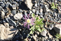 Image of Morocco knapweed