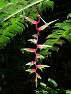 Image of Heliconia chartacea Lane ex Barreiros