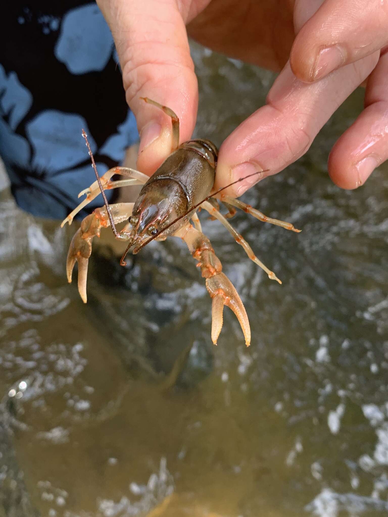 Imagem de Cambarus fasciatus Hobbs 1981