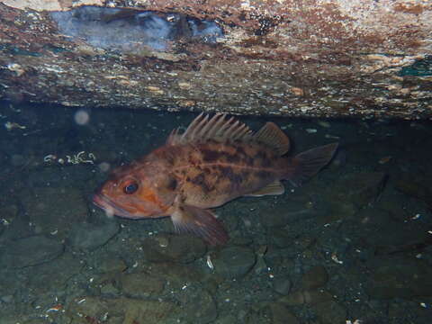 Image of Brown rockfish