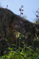 Image of Kern County larkspur