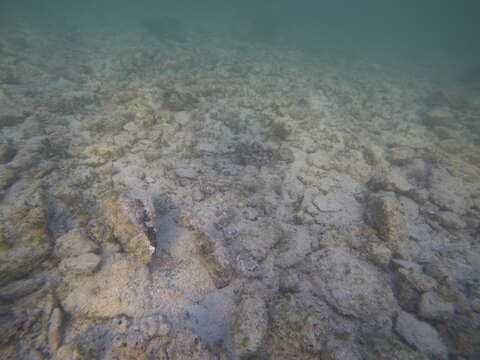 Image of Cortez Round Stingray