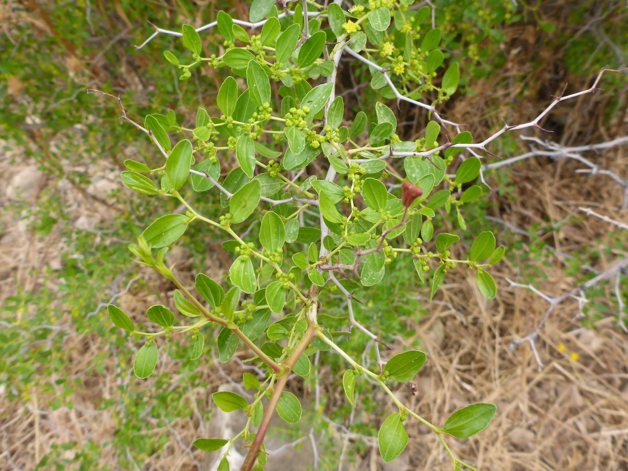 Image of Christ's thorn