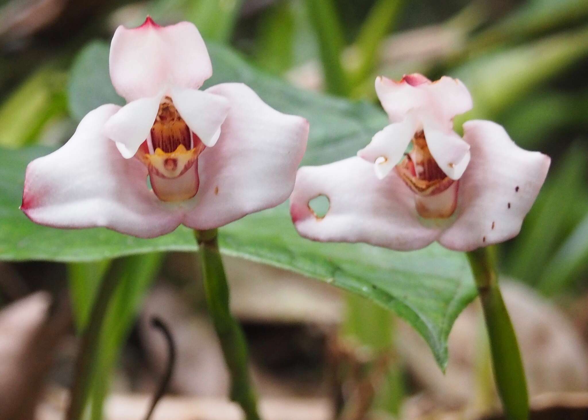 Image of Maxillaria roseola Christenson