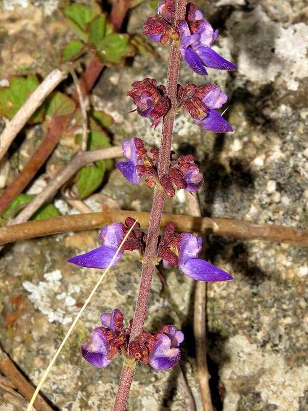 Слика од Plectranthus bojeri (Benth.) Hedge