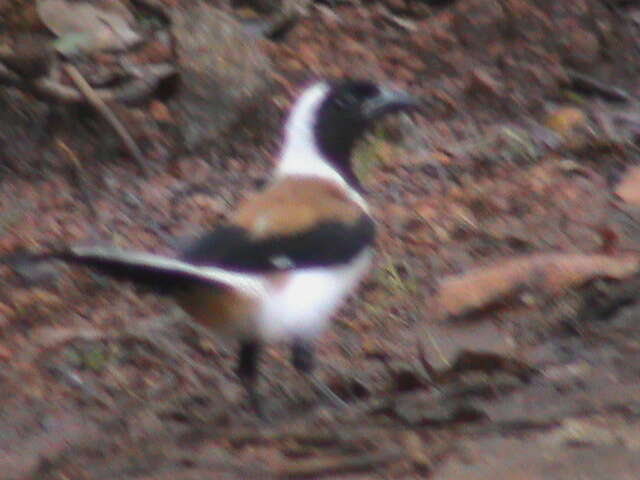 Image of White-bellied Treepie