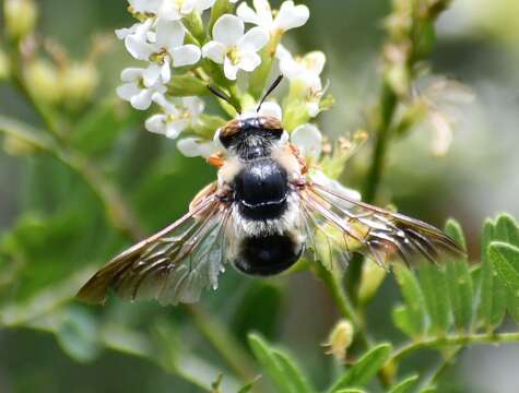 Oxaeinae resmi