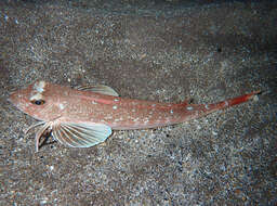 Image of Long-finned Gurnard