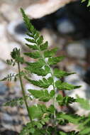 Image of Reeves' bladderfern