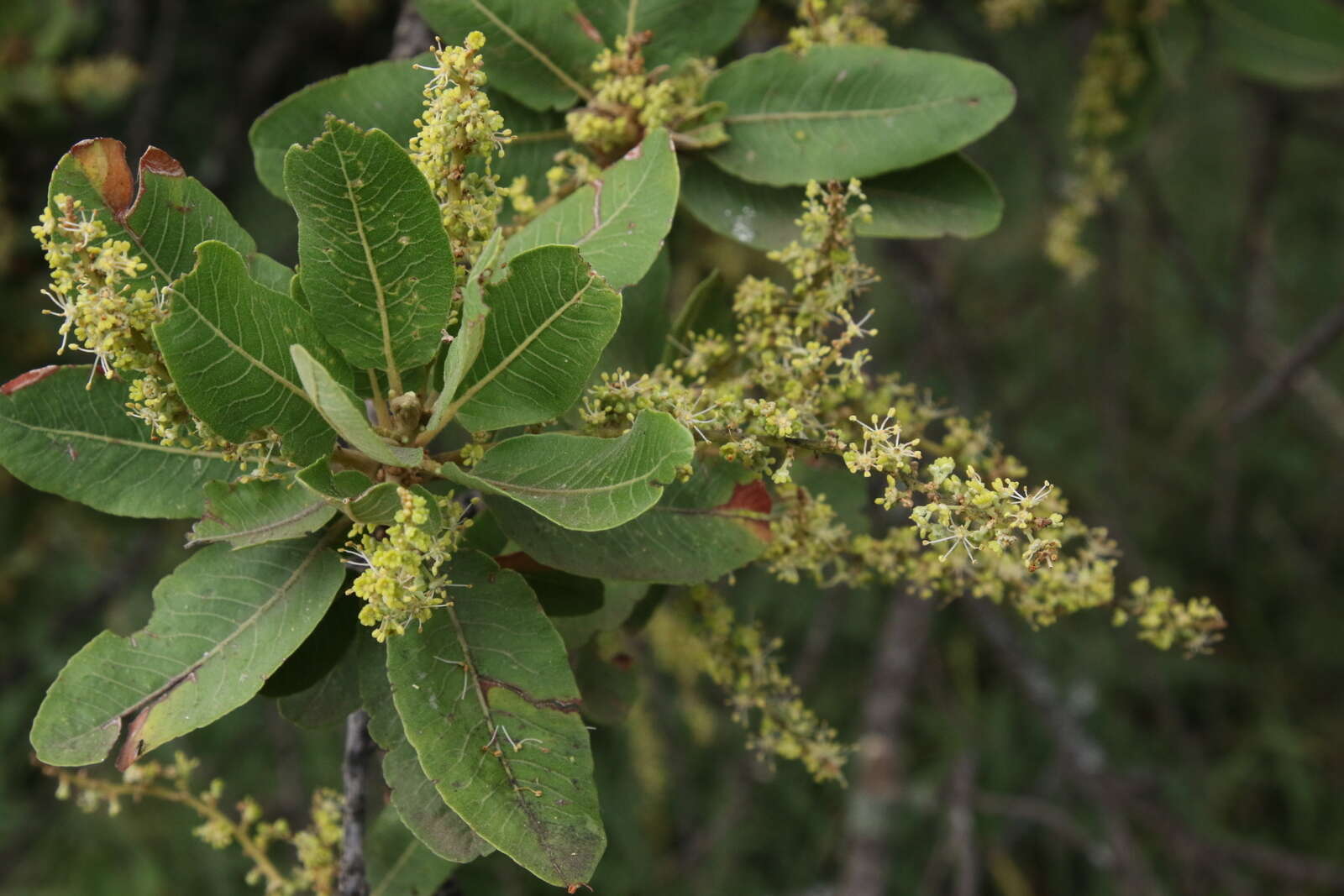 Image of Indaba tree