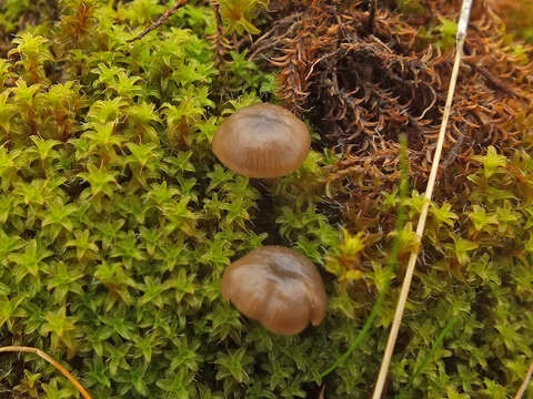 Image of Clitocybe barbularum (Romagn.) P. D. Orton 1960